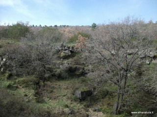 Riconco di Liricio
